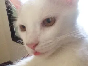 Gato raça SRD idade 2 anos nome Joe