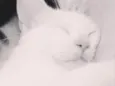 Joe
