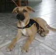 Bombom