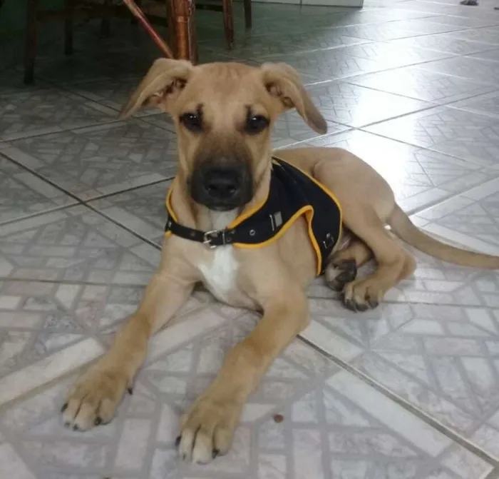 Gato ra a SRD idade 2 a 6 meses nome Bombom