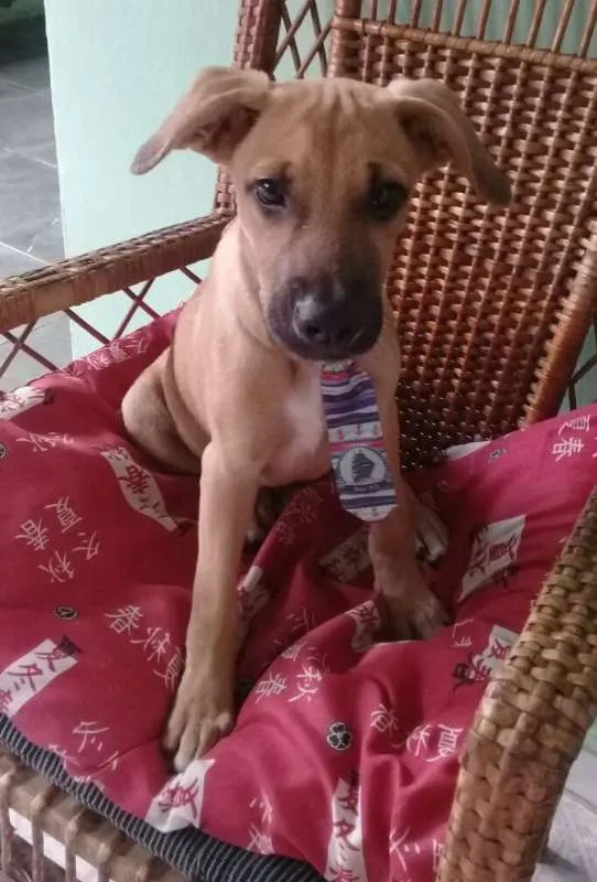 Gato ra a SRD idade 2 a 6 meses nome Bombom