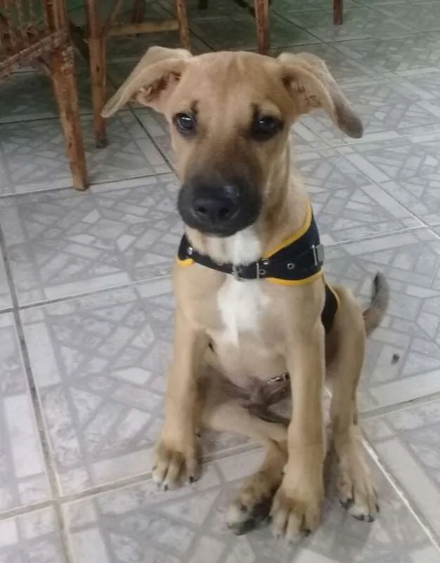 Gato ra a SRD idade 2 a 6 meses nome Bombom