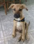 Bombom