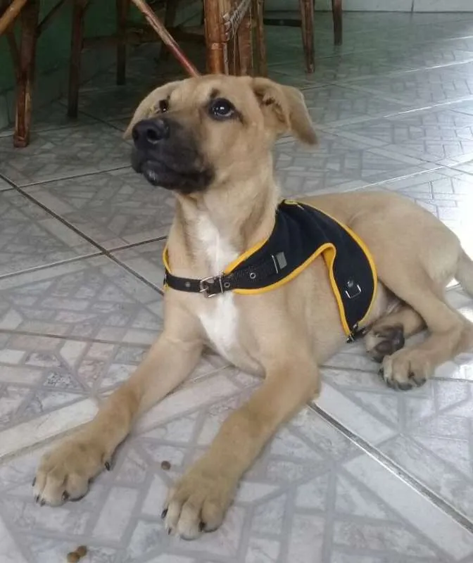 Gato ra a SRD idade 2 a 6 meses nome Bombom