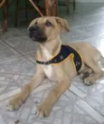 Bombom