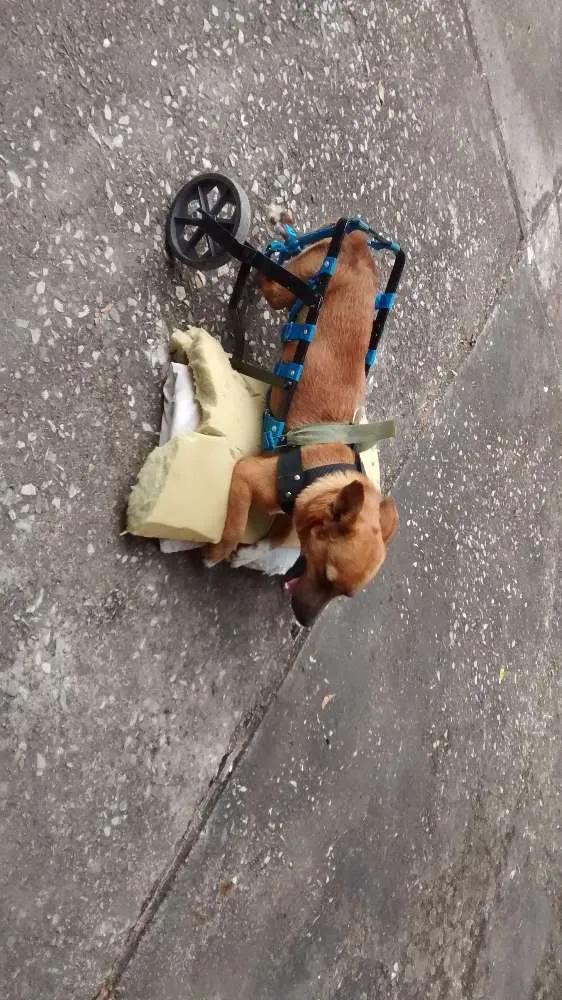 Cachorro ra a Sem raça definida idade 3 anos nome Pingo