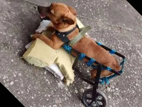 Cachorro ra a Sem raça definida idade 3 anos nome Pingo