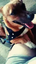 Pingo