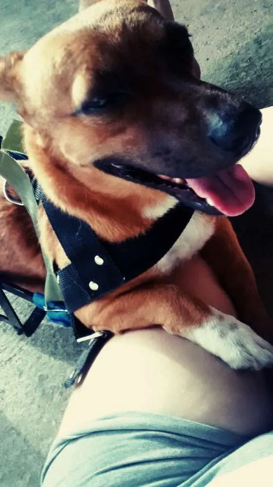 Cachorro ra a Sem raça definida idade 3 anos nome Pingo
