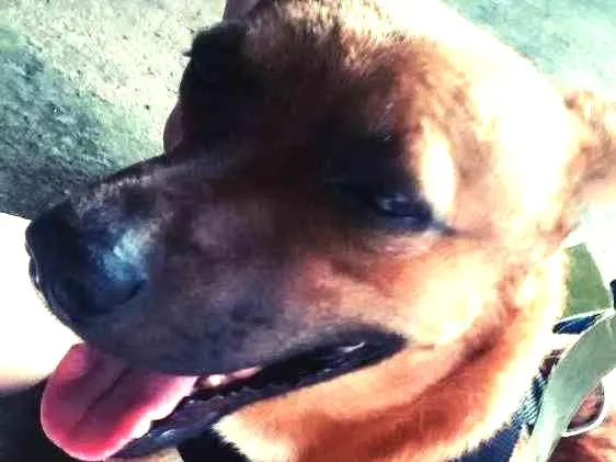 Cachorro ra a Sem raça definida idade 3 anos nome Pingo