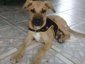 Gato raça SRD idade 2 a 6 meses nome Bombom