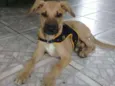 Bombom