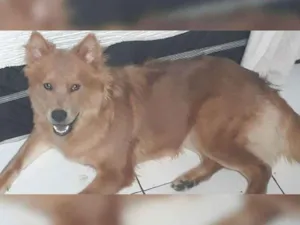 Cachorro raça mistura de chow chow idade 7 a 11 meses nome nina GRATIFICA