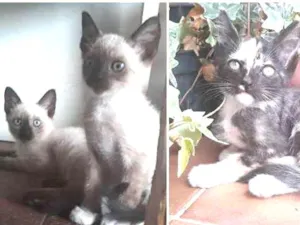 Gato raça  idade Abaixo de 2 meses nome Minions