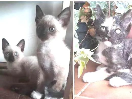 Gato ra a  idade Abaixo de 2 meses nome Minions