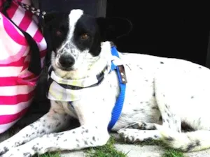 Cachorro raça SRD idade 2 anos nome Mickey