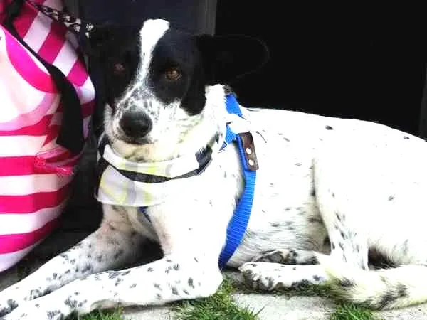 Cachorro ra a SRD idade 2 anos nome Mickey