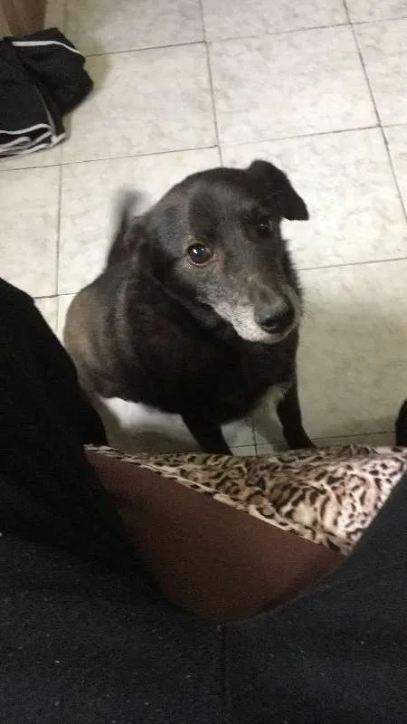 Cachorro ra a nao sei idade 5 anos nome Coragem
