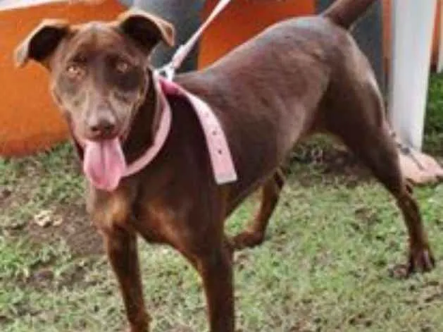 Cachorro ra a SRD idade 1 ano nome Mel