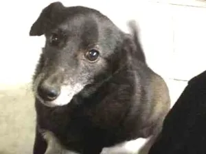 Cachorro raça nao sei idade 5 anos nome Coragem