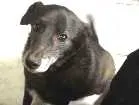 Cachorro raça nao sei idade 5 anos nome Coragem