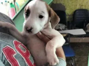 Cachorro raça Sem raça definida idade Abaixo de 2 meses nome Frozen