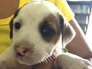 Cachorro raça indefinida idade Abaixo de 2 meses nome Frozen