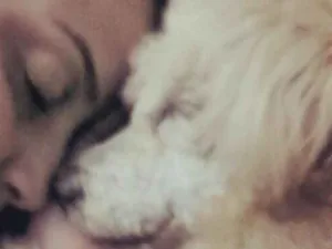 Cachorro raça poodle idade 6 ou mais anos nome Laila 