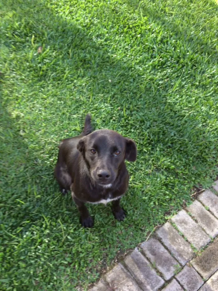 Cachorro ra a Srd idade 2 anos nome Drogo
