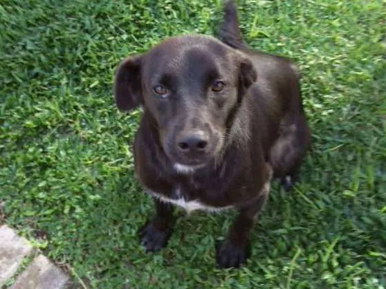 Cachorro ra a Srd idade 2 anos nome Drogo