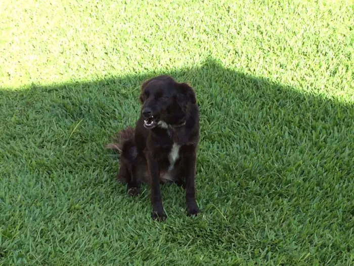 Cachorro ra a Srd idade 2 anos nome Khaleessi