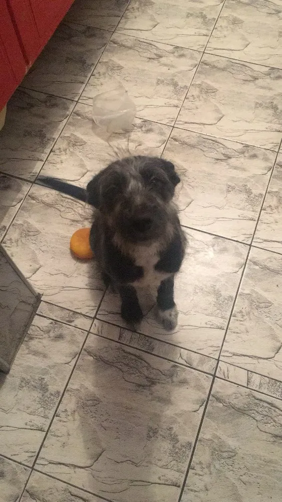 Cachorro ra a Sem raça idade 2 a 6 meses nome Valesca