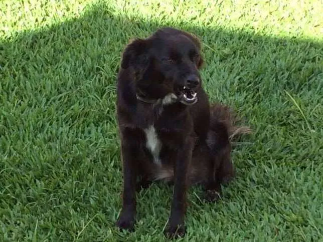 Cachorro ra a Srd idade 2 anos nome Khaleessi
