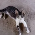 Tigrão