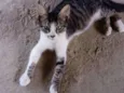 Tigrão