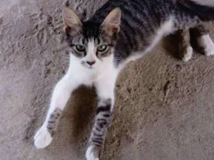 Gato raça Srd  idade 2 a 6 meses nome Tigrão