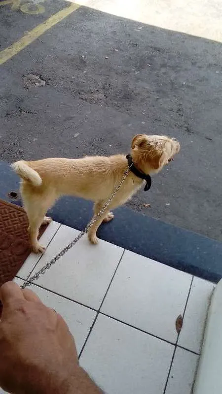 Cachorro ra a SEM RACA idade 4 anos nome MEG