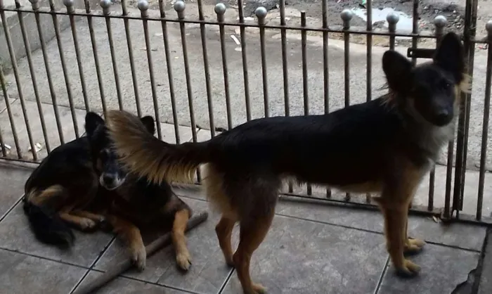 Cachorro raça SRD idade 2 anos nome Kika e Xuxa