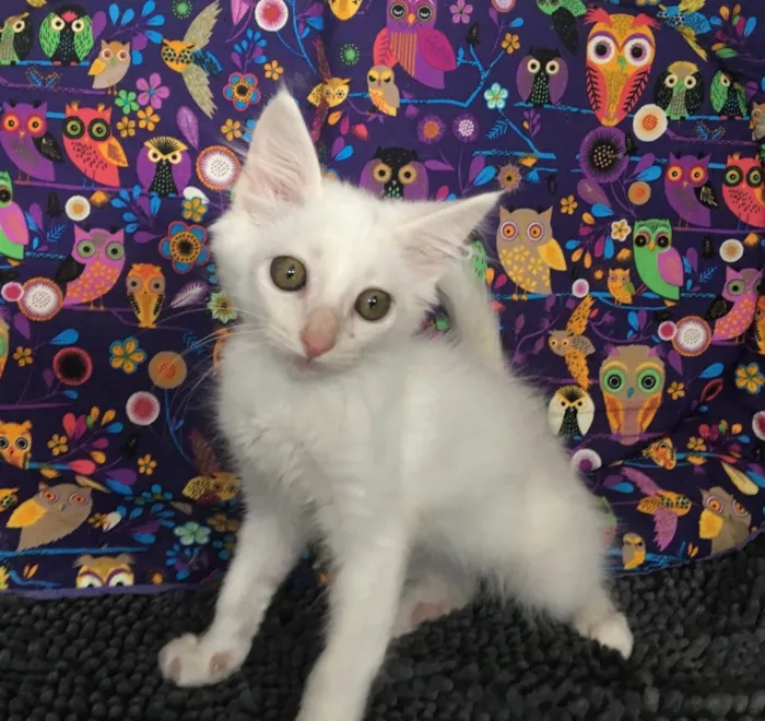 Gato ra a SRD idade Abaixo de 2 meses nome LUCCA
