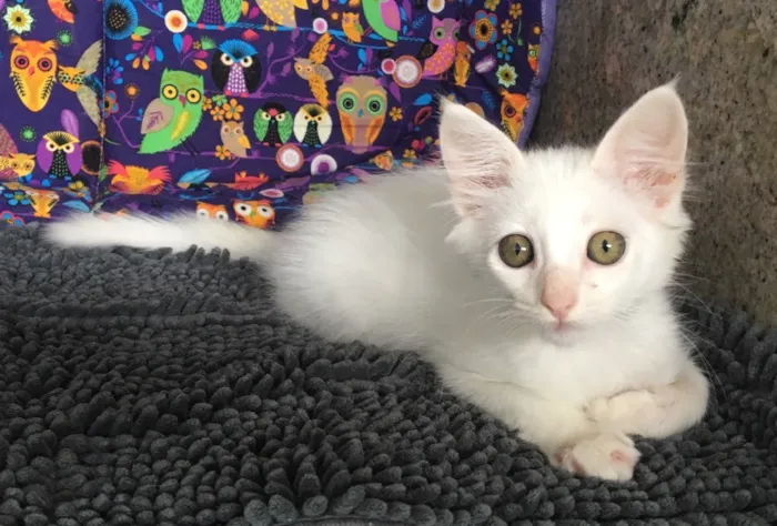 Gato ra a SRD idade Abaixo de 2 meses nome LUCCA
