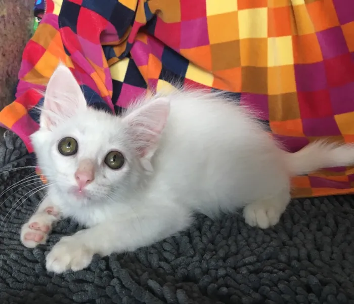 Gato ra a SRD idade Abaixo de 2 meses nome LUCCA