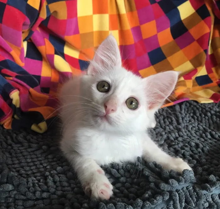 Gato ra a SRD idade Abaixo de 2 meses nome LUCCA