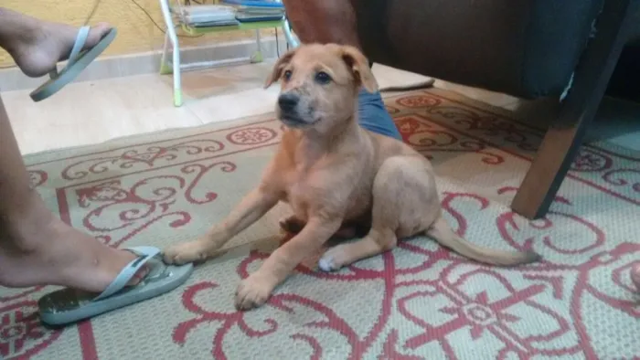 Cachorro ra a Srd idade 2 a 6 meses nome Filhotes