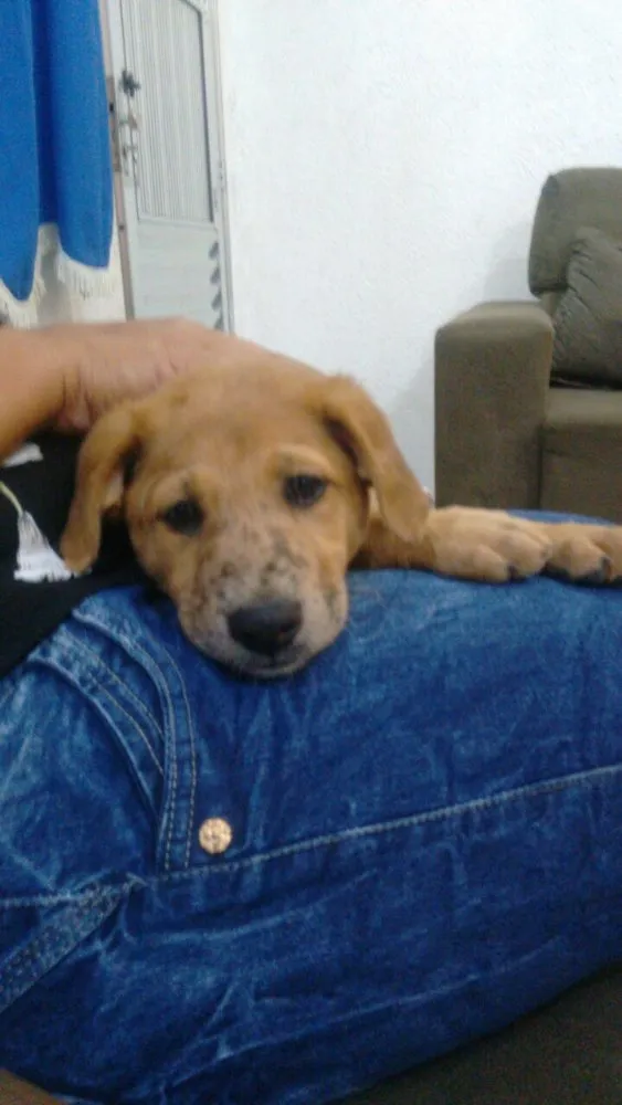 Cachorro ra a Srd idade 2 a 6 meses nome Filhotes