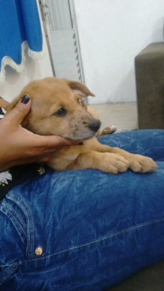 Cachorro ra a Srd idade 2 a 6 meses nome Filhotes
