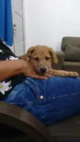 Filhotes