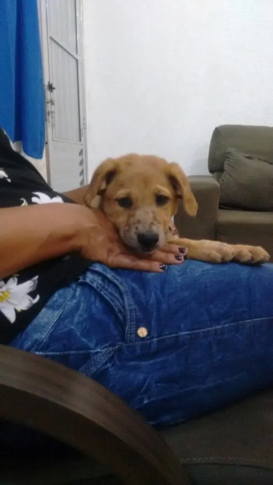 Cachorro ra a Srd idade 2 a 6 meses nome Filhotes