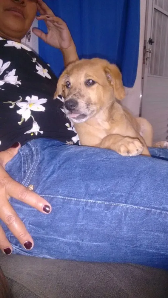 Cachorro ra a Srd idade 2 a 6 meses nome Filhotes
