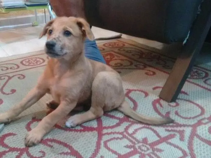 Cachorro ra a Srd idade 2 a 6 meses nome Filhotes