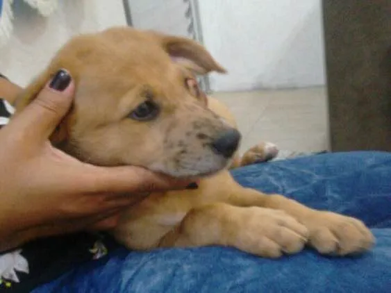 Cachorro ra a Srd idade 2 a 6 meses nome Filhotes